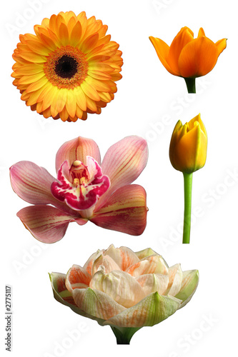 Fototapeta Naklejka Na Ścianę i Meble -  freigestellte blumen