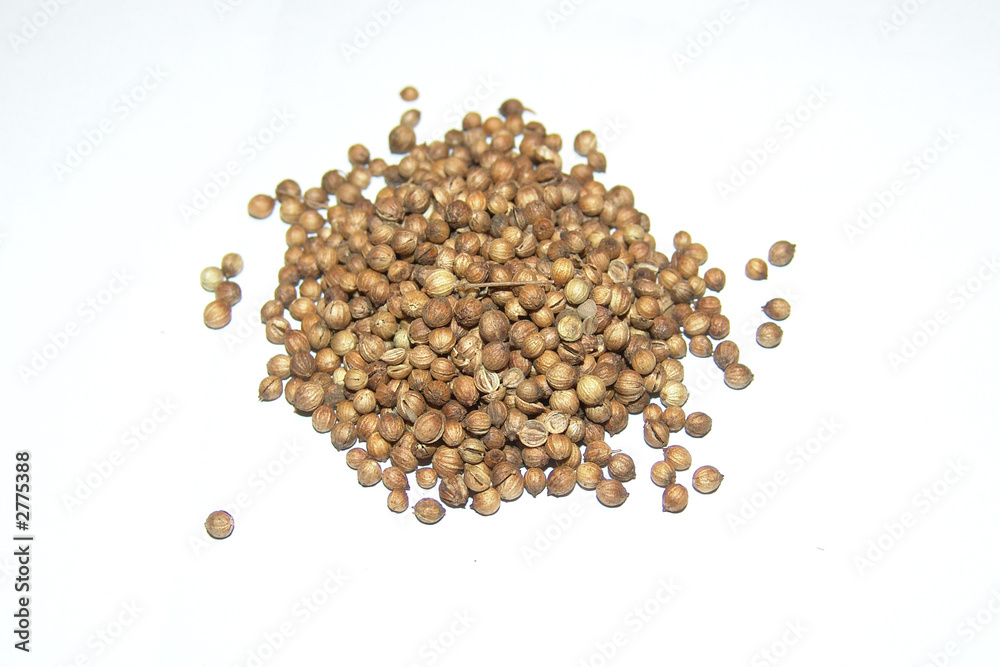 mustard seed mustard seed