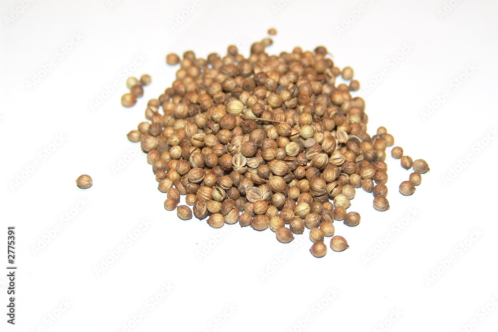 mustart seed mustart seed