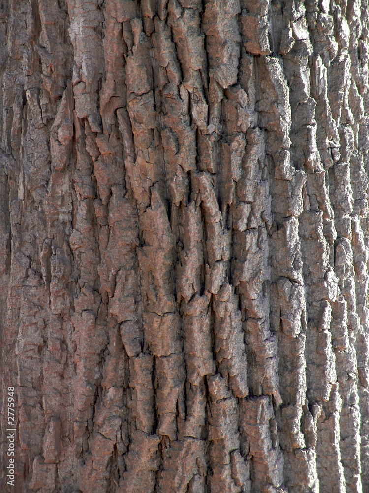 aged tree trunk