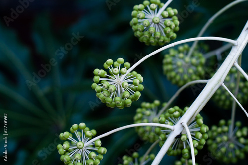 japanese aralia photo