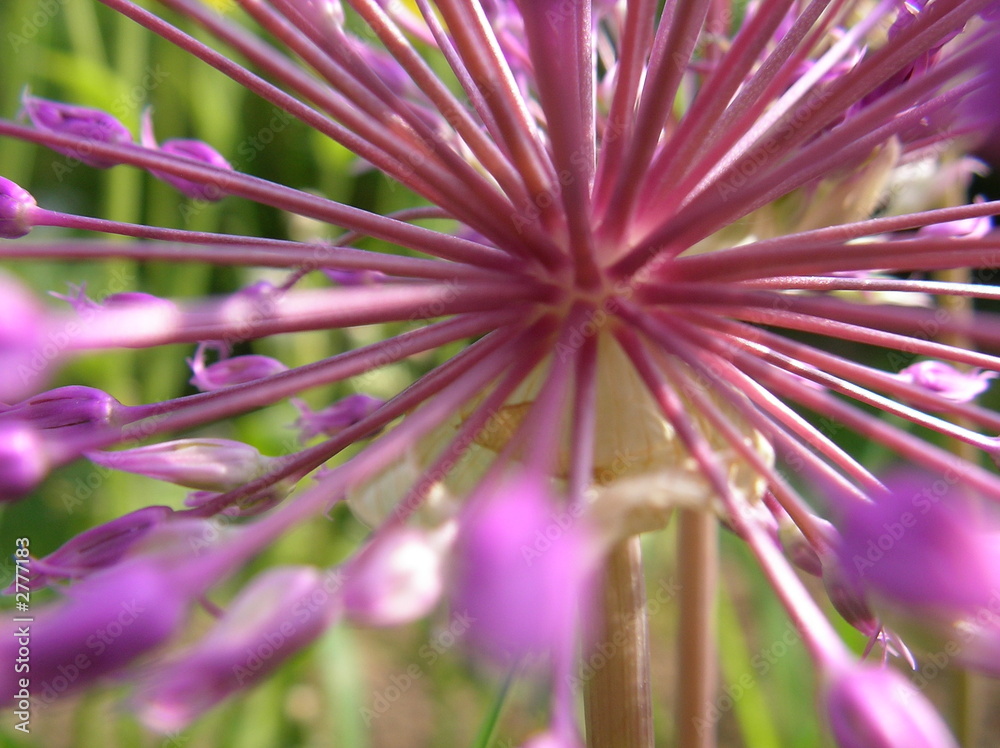 garlic flower garlic flower