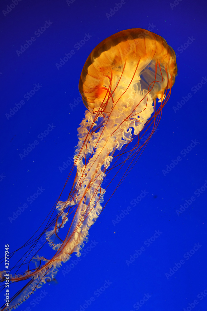 jellyfish jellyfish