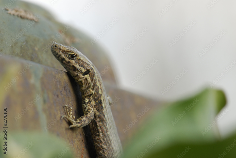 le l?�zard Stock Photo | Adobe Stock