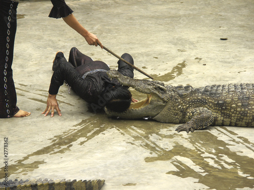 alligator show at halong bay, vietnam photo