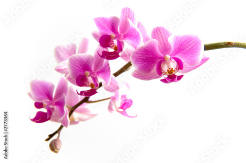 orchidea © Maroš Markovič