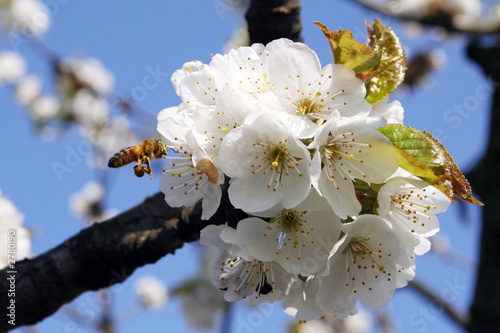 honeybee