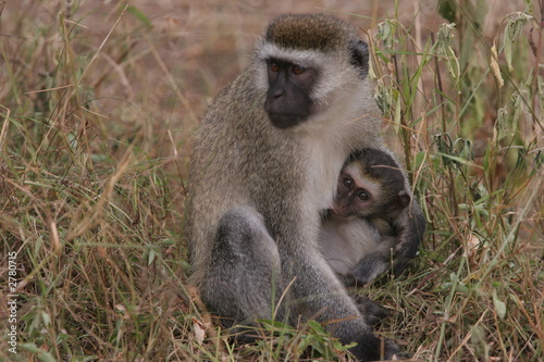femelle vervet et son petit