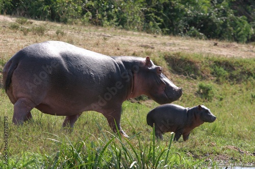 femelle hippo et son petit