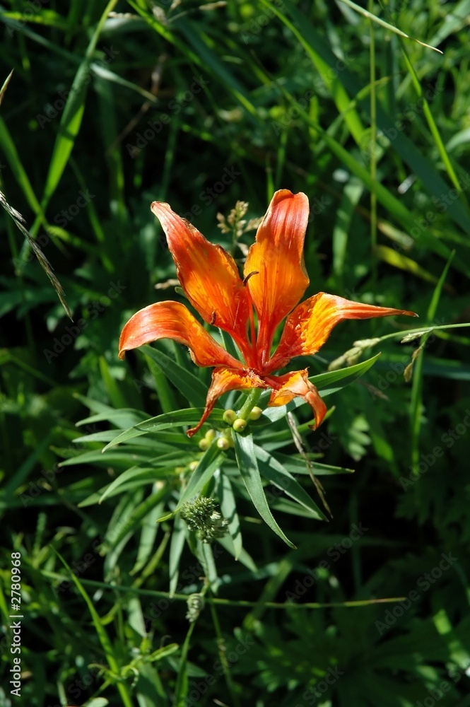 Obraz premium wild flower