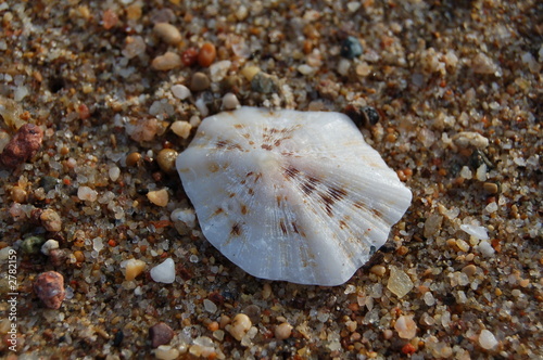 sable coquillage