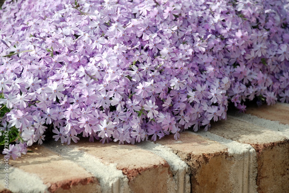 Naklejka premium lavender phlox