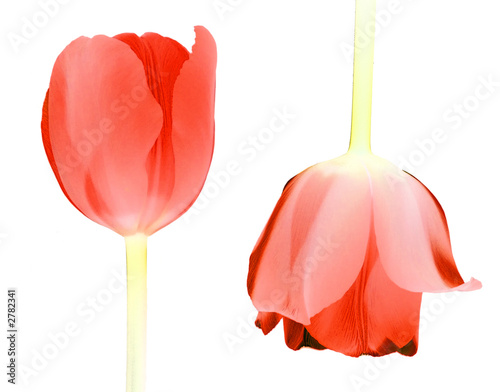 red tulips