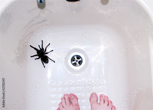 big spider