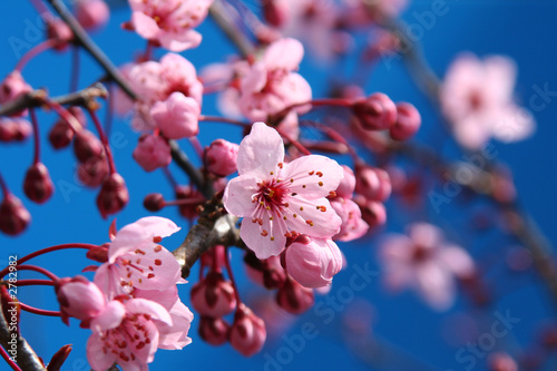 cherry blossom #2782982