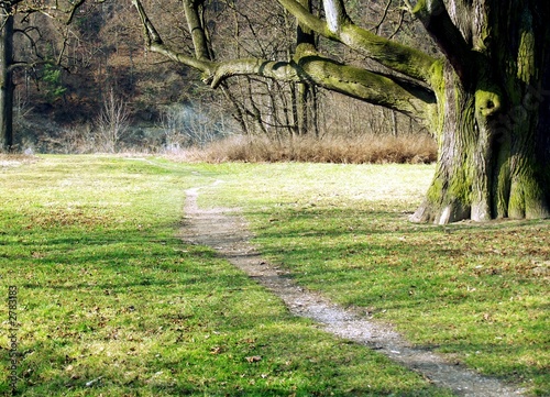 very old tree