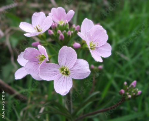 pink flower