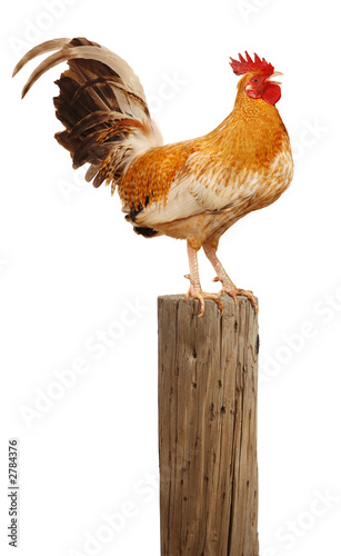 Fotografija the morning rooster