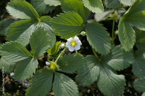strawberry plant