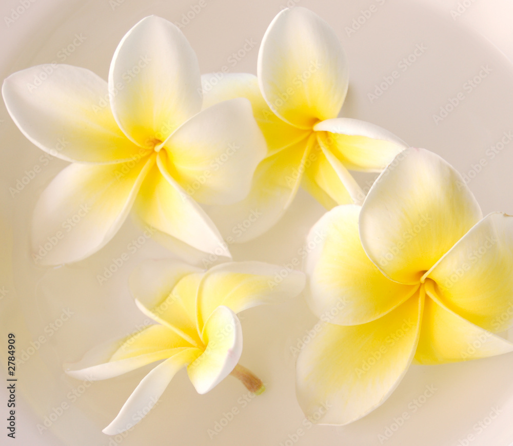 Naklejka premium frangipani