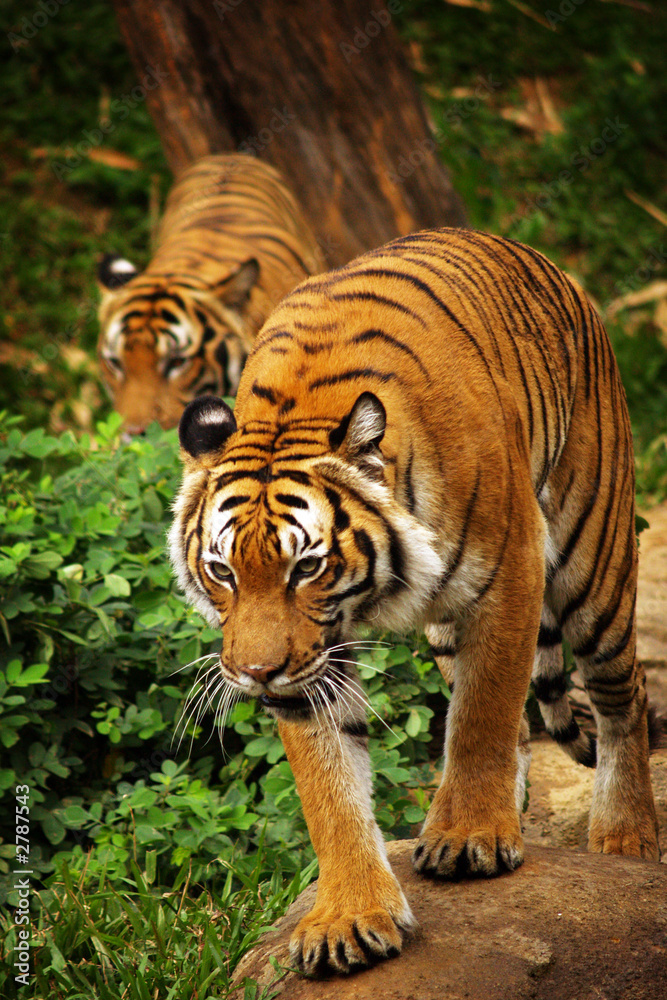 Naklejka premium tiger