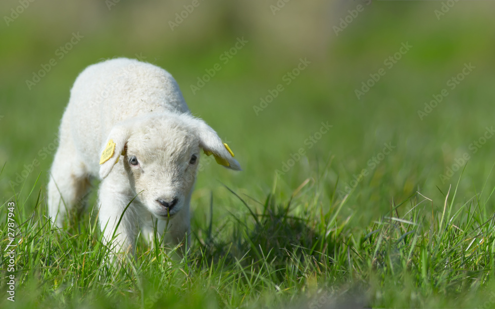 cute lamb in spring cute lamb in spring