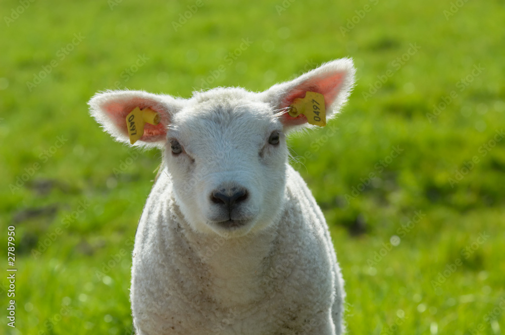 cute lamb in spring