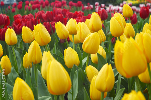 colorful dutch tulips