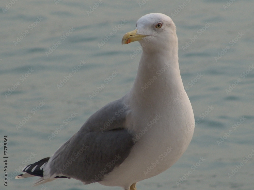 möwe in venedig