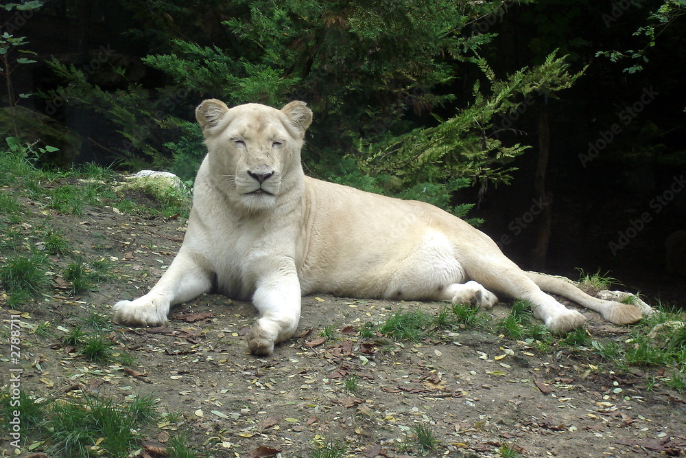 lionne lionne