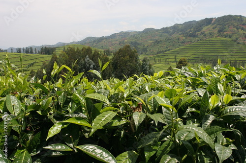 plantations de thé