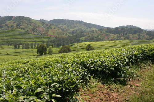 plantations de thé photo