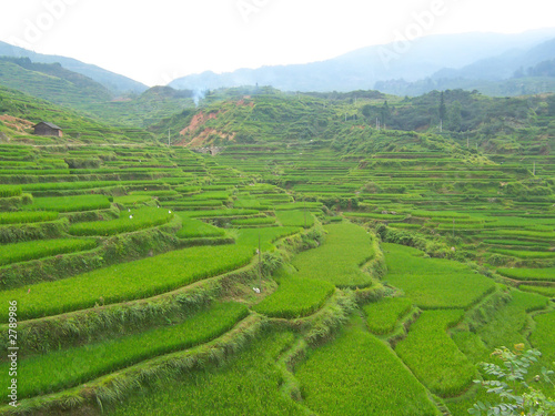 levered ricefields on the mountains  hunan  china