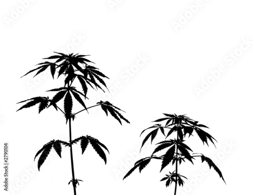 marihuana, hanf, jungpflanze