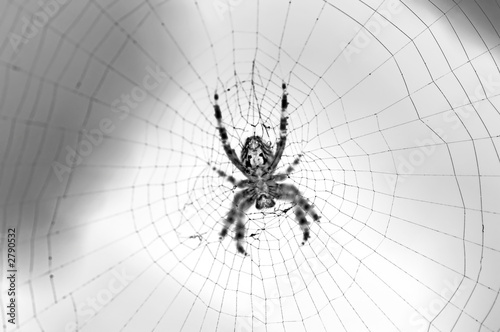 Fotografie radiographic picture of a spider