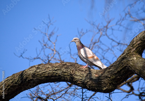 on an old tree