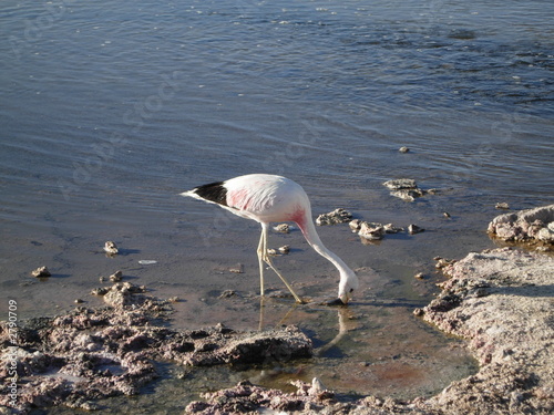 flamingo feeding photo