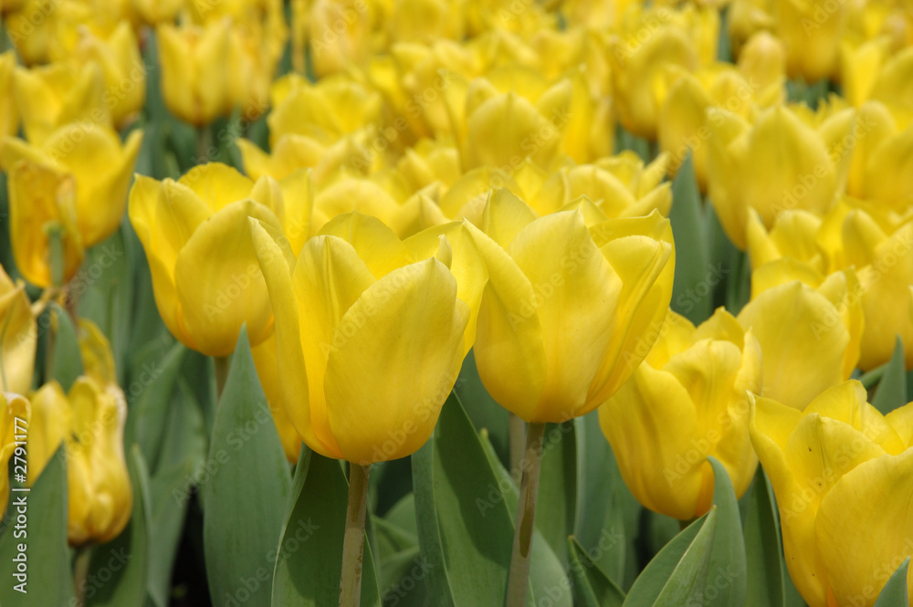Obraz premium yellow tulips