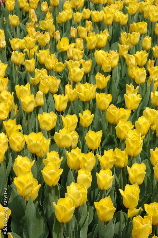 yellow tulips yellow tulips