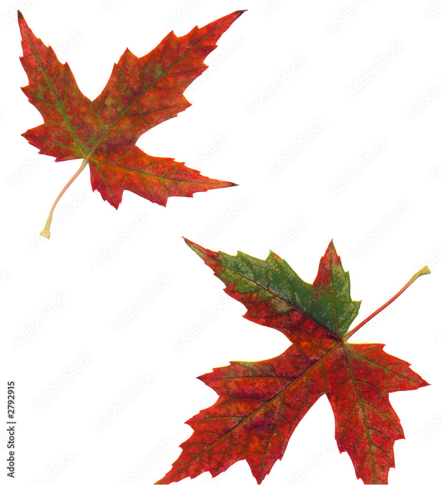Fototapeta premium maple leaves - 2