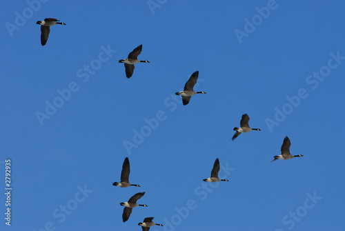 spring migration
