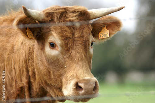 regard de vache © Photo Passion