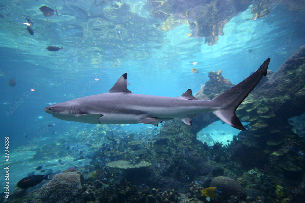 Fototapeta premium grey nurse shark