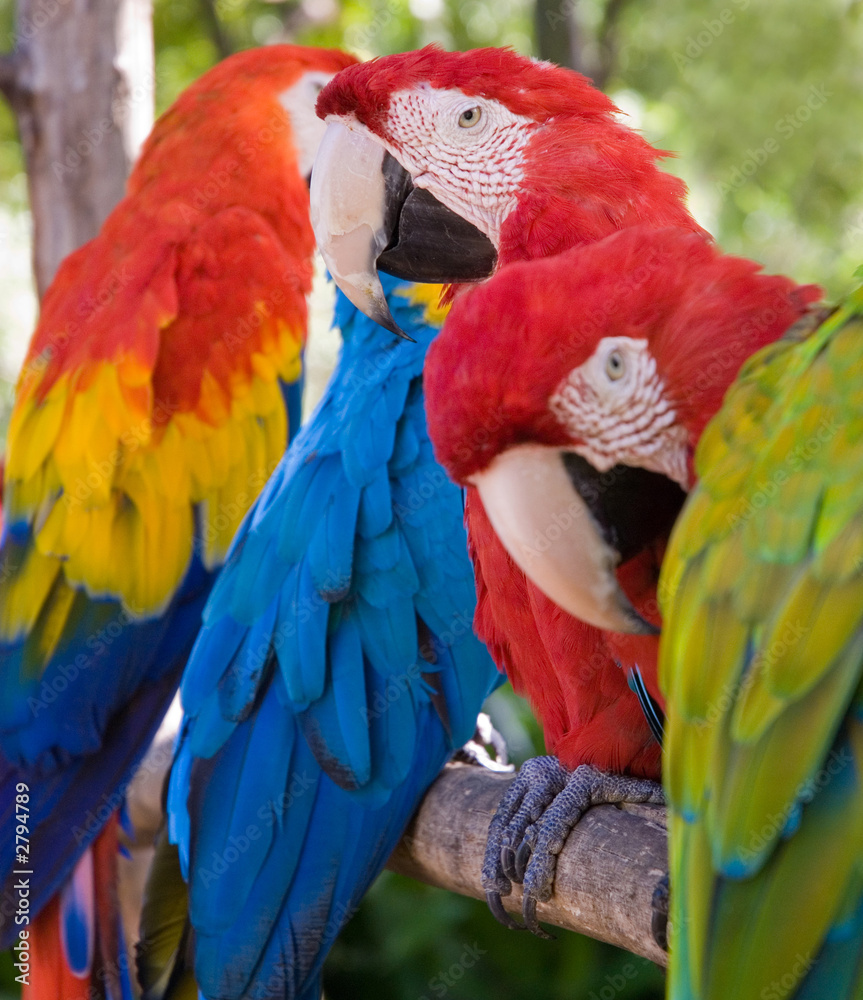 Naklejka premium colorful parrots
