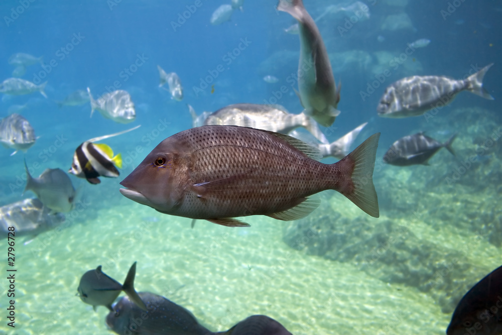 sweetlips sweetlips