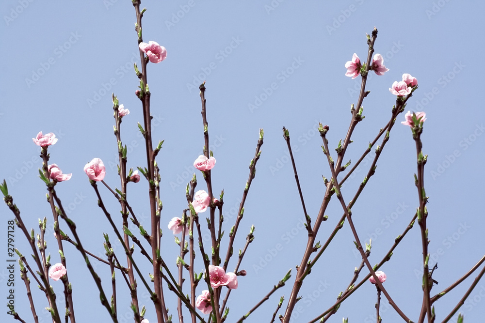 arbre branches fleurs rose printemps ciel bleu