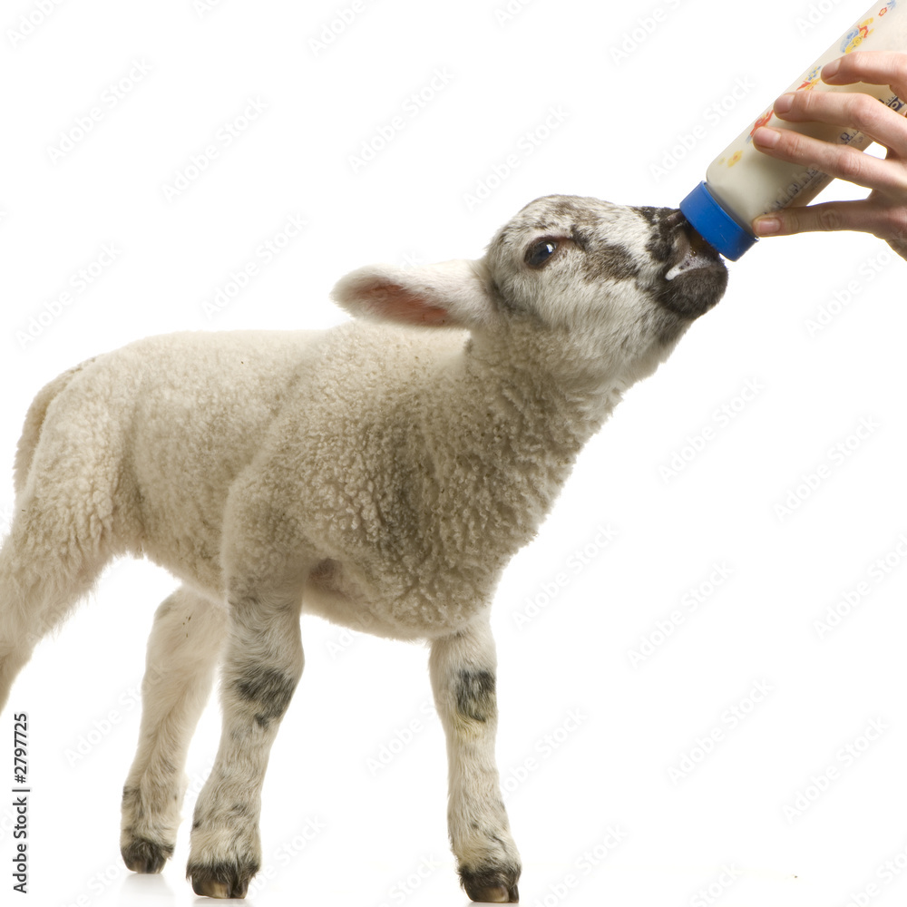 Fototapeta premium agneau