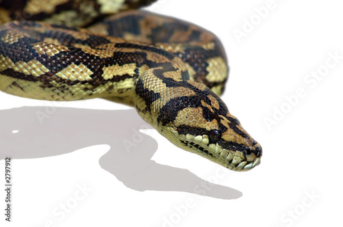 python schlange
