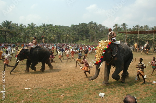 elephant race1 photo