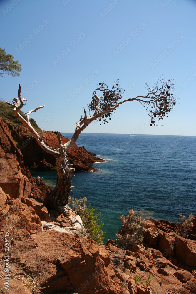 arbre sur la calanque